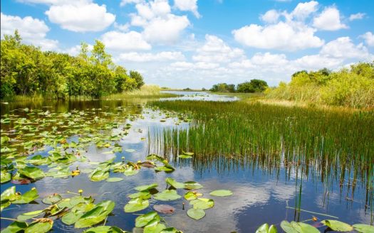 Saltgrass at Heron Bay Parkland FL
