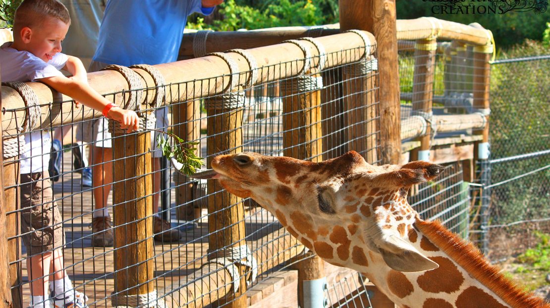 The District at Oakleaf - The Commons Middleburg