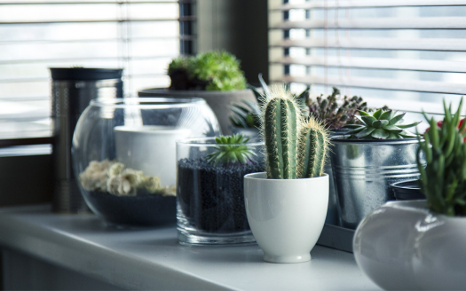 Infographic: 6 Easy Tips for a Thriving Low-Maintenance Indoor Garden